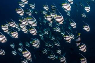 School of bannerfish in the Maldives