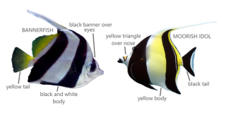 Bannerfish and Moorish Idol