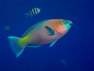 Parrotfish of the Maldives