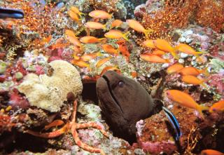 Moray Eel