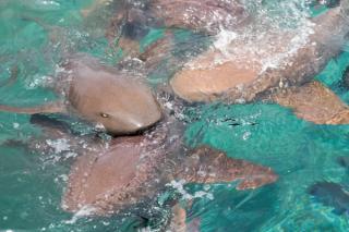 Shark Feeding in Maldivian Tourism