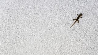 Gecko climbing up a wall