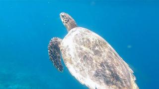 Reethi Beach Snorkelling - Turtle