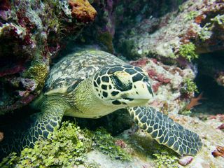 JA Manafaru House Reef