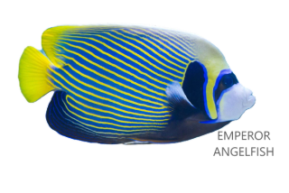 Emperor Angelfish