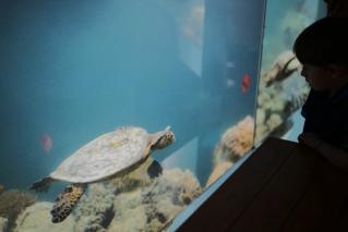 Turtle at Sea Underwater Restaurant