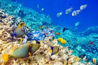 Snorkelling in the Maldives