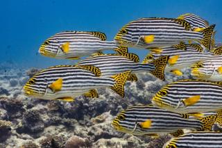 Oriental Sweetlips