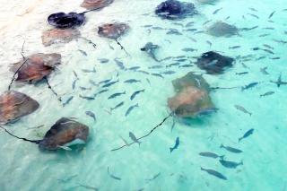 Reethi Beach Stingray Feeding