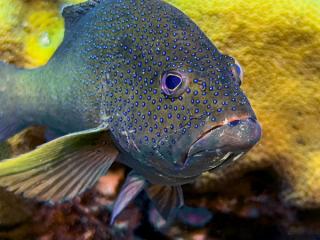 Groupers of the Maldives