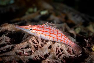 Hawkfish