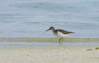 Common Sandpiper