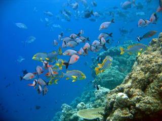 Oriental Sweetlips at the edge of the reef