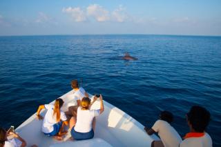 Dhigufaru Excursions