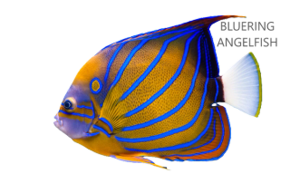 Bluering angelfish