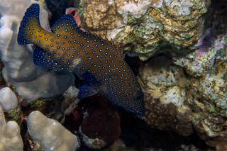 Peacock Grouper