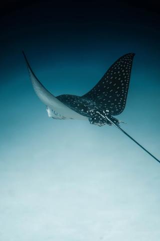 Spotted Eagle Ray