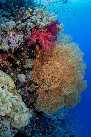 Snorkelling at Royal Island