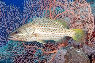 Slender Grouper