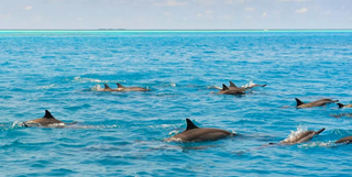 Anatara Maldives Dolphins