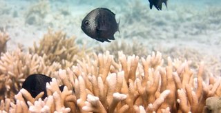 Anatara Veli Maldives Coral Adoption