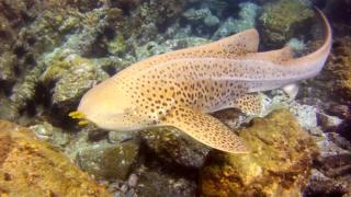 Zebra Shark