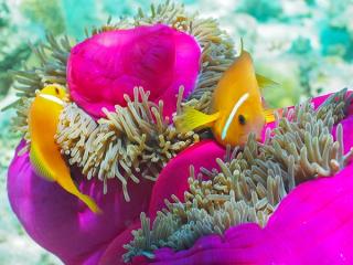 Filitheyo House Reef & Snorkelling