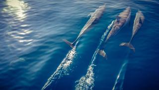 Dolphins in the Maldives