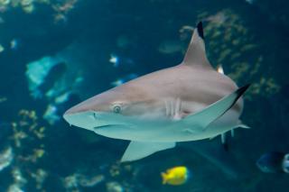 Black Tip Reef Shark