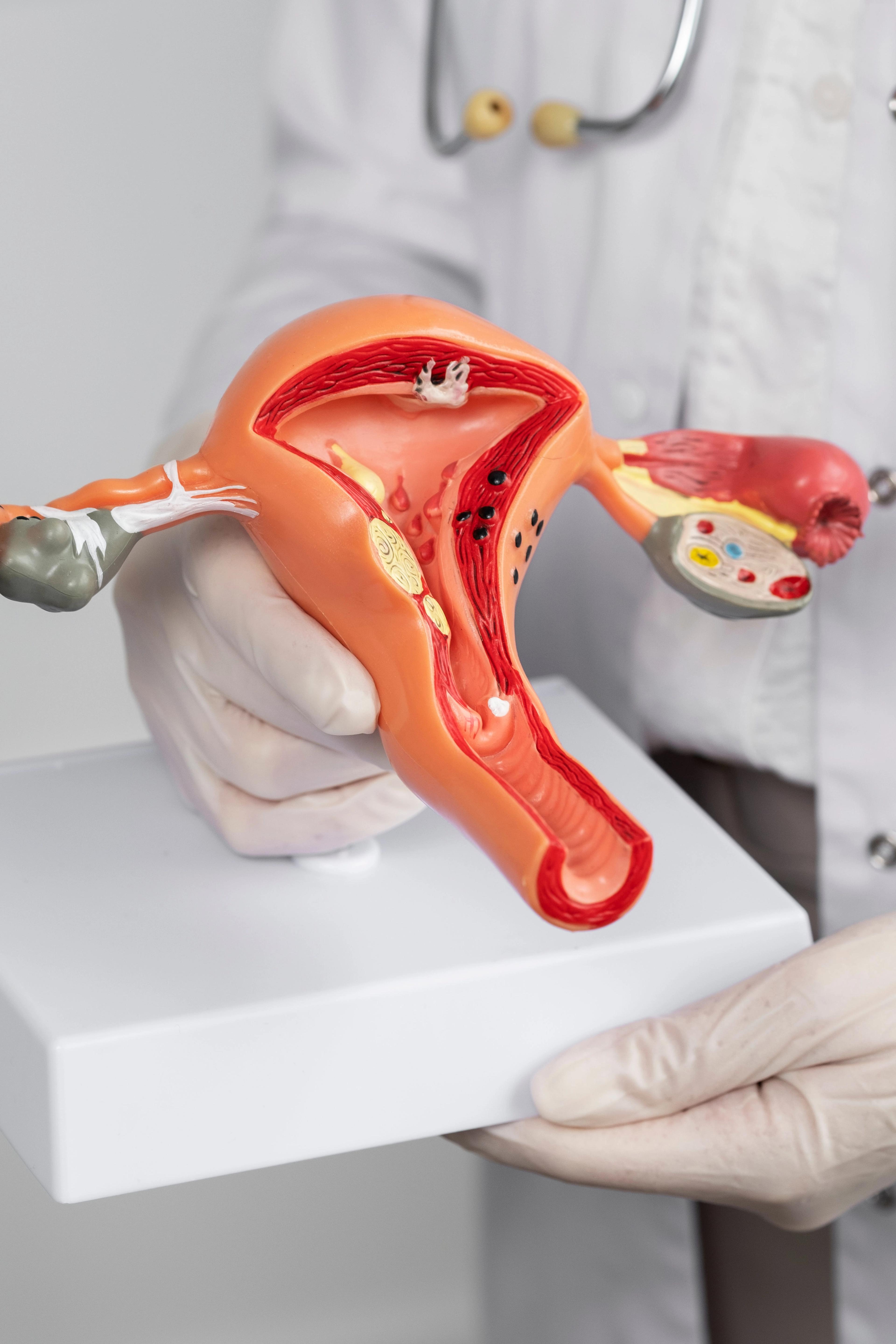 Nahaufnahme eines Arztes, der ein anatomisches Modell während einer medizinischen Beratung hält