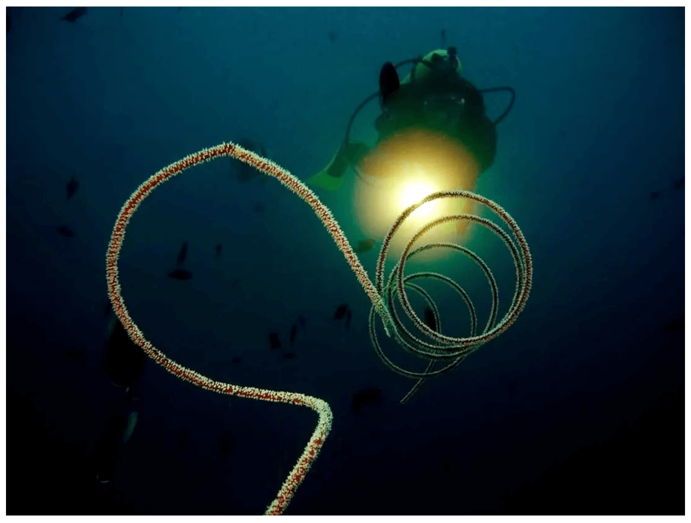 Seeing Like a Siphonophore