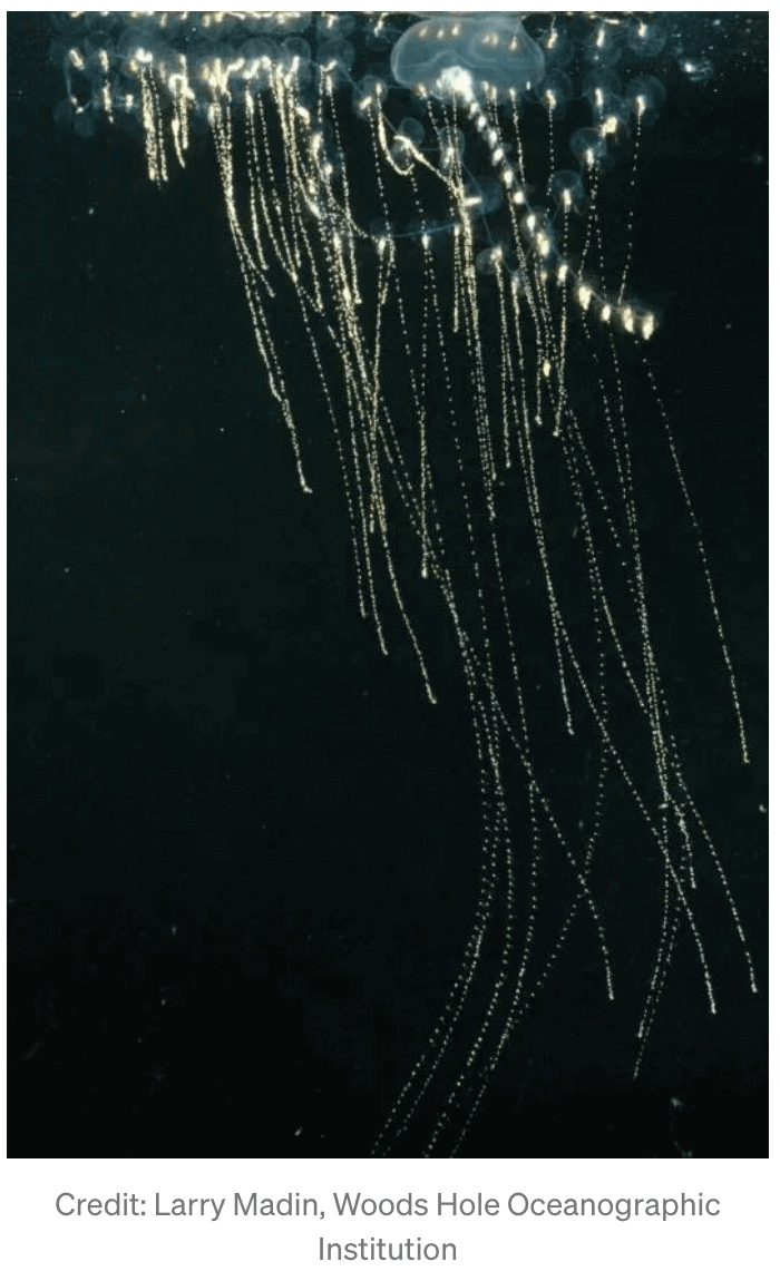 Seeing Like a Siphonophore
