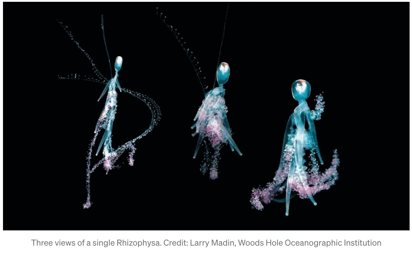 Seeing Like a Siphonophore