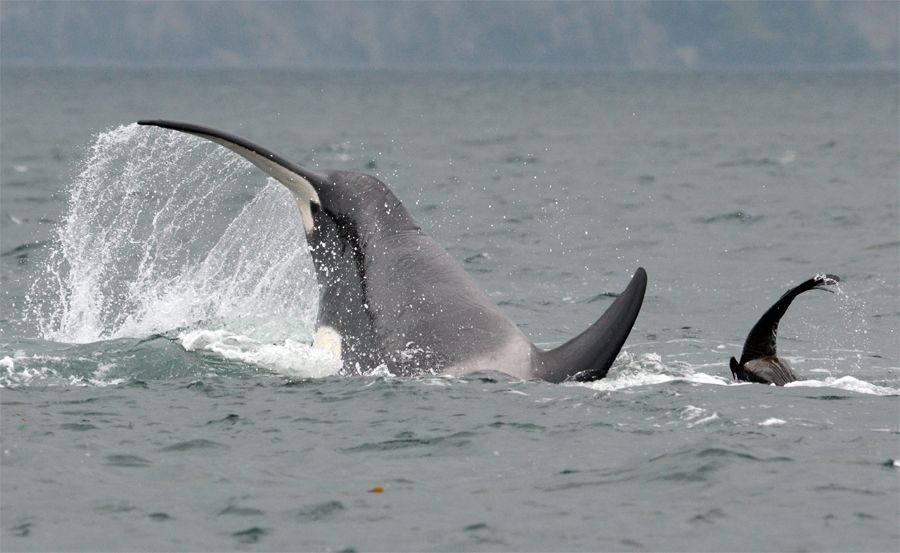 Bigg’s bangs: the sound of marine mammal death heard live?
