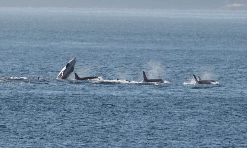 (Almost) Superpod porpoises past Orcasound Lab – 8/17/2023