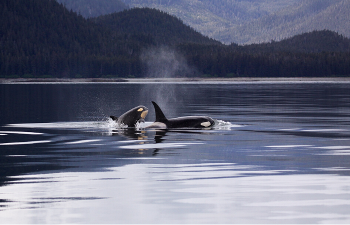 Orcasound’s Orca Sound Training Interface