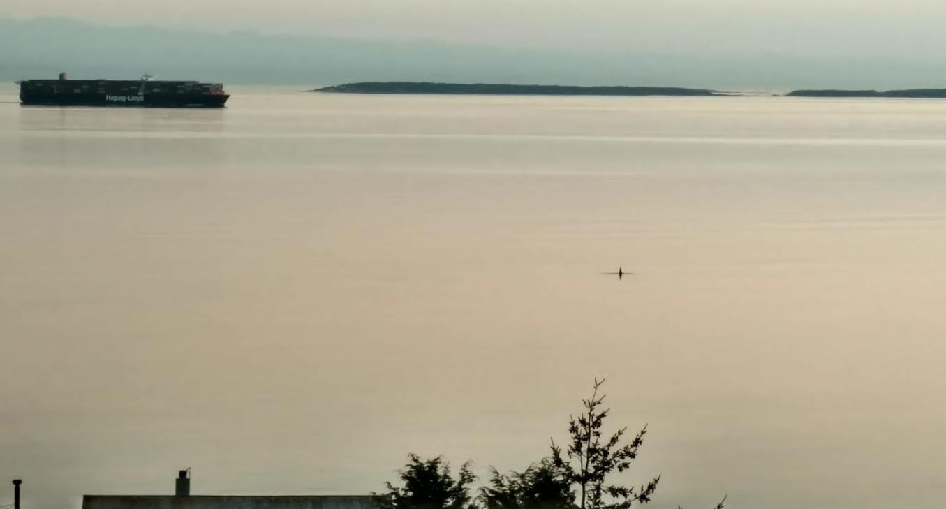 Second week highlight: welcoming home the southern resident killer whales!