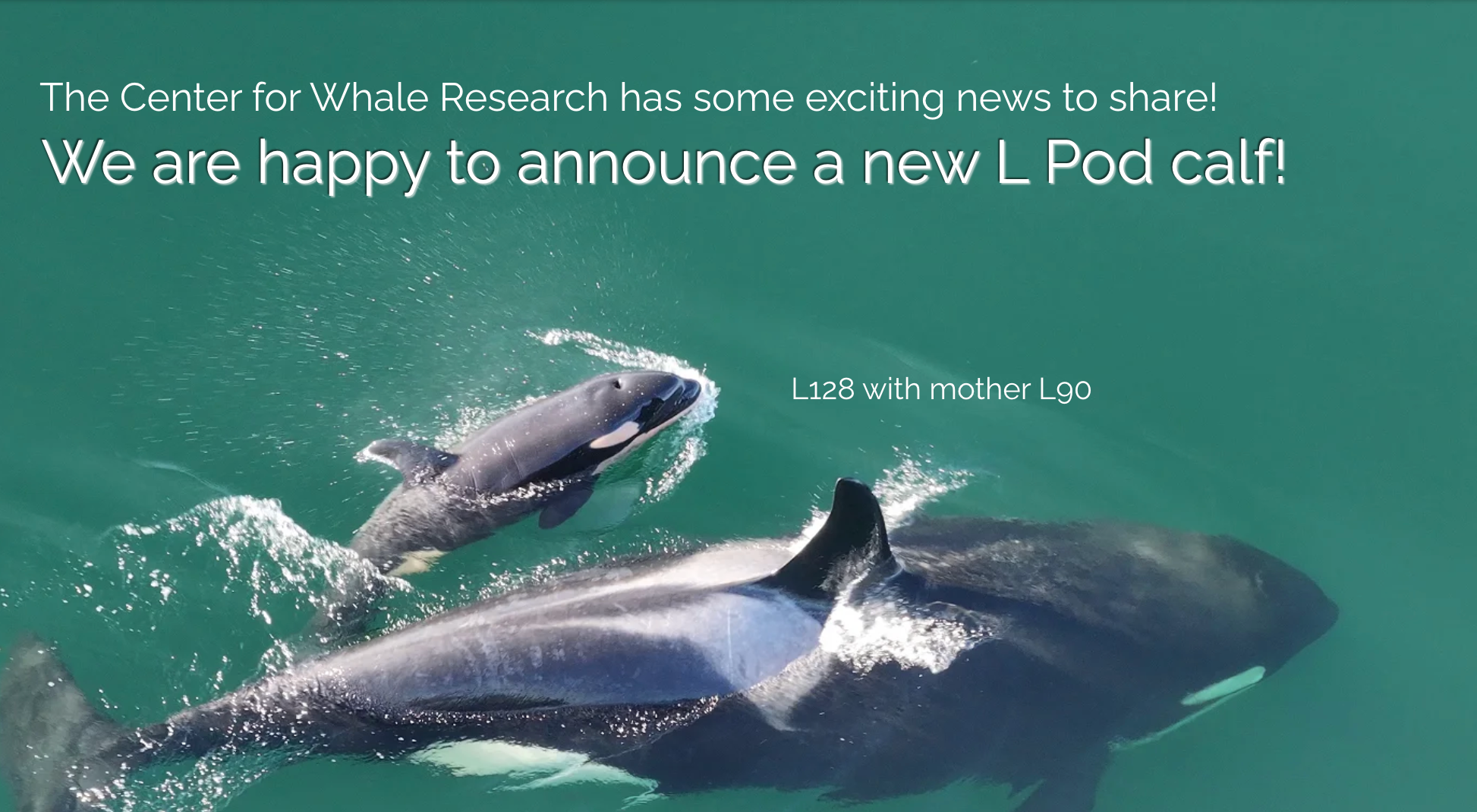 L90 and her new calf vocalize & echolocate alone