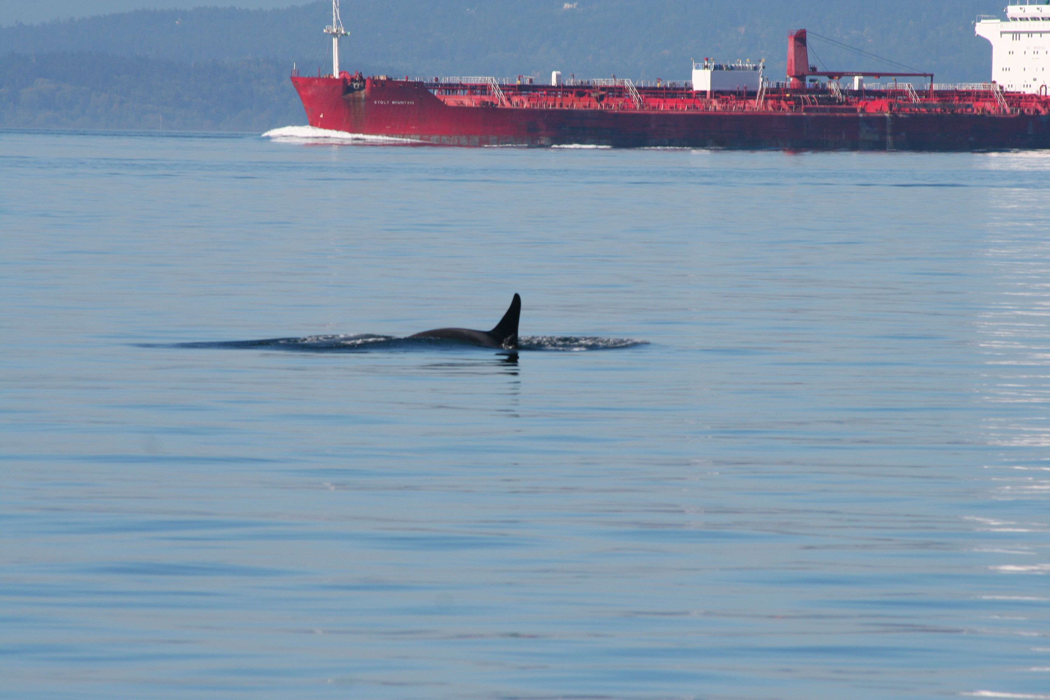 When ships go bang in the night (in orca habitat)