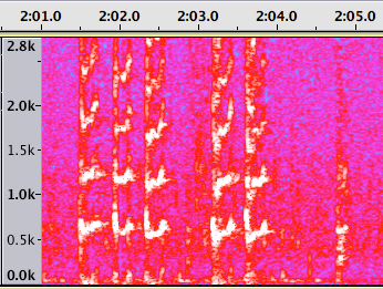 Spectrogram of sea lion barks & grunt