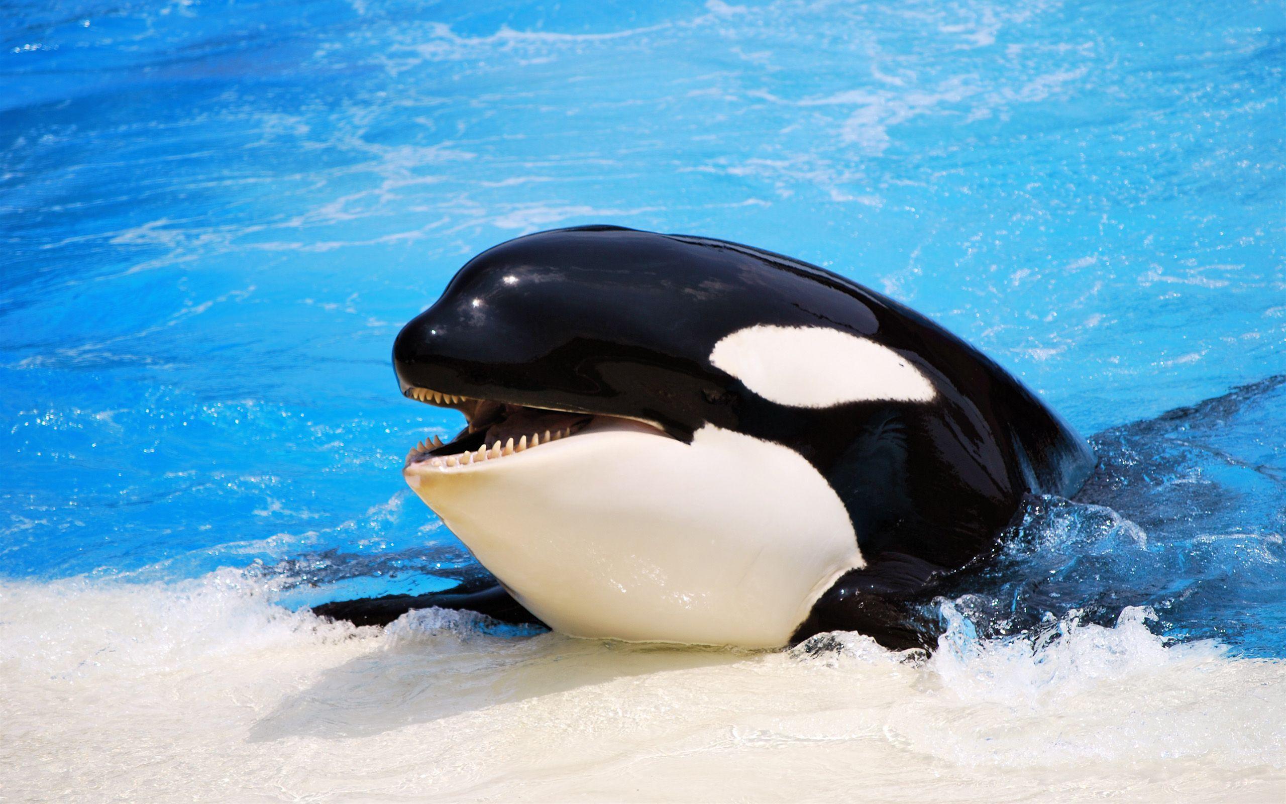 Detection of Orca calls using Active Learning: GSoC progress report #3