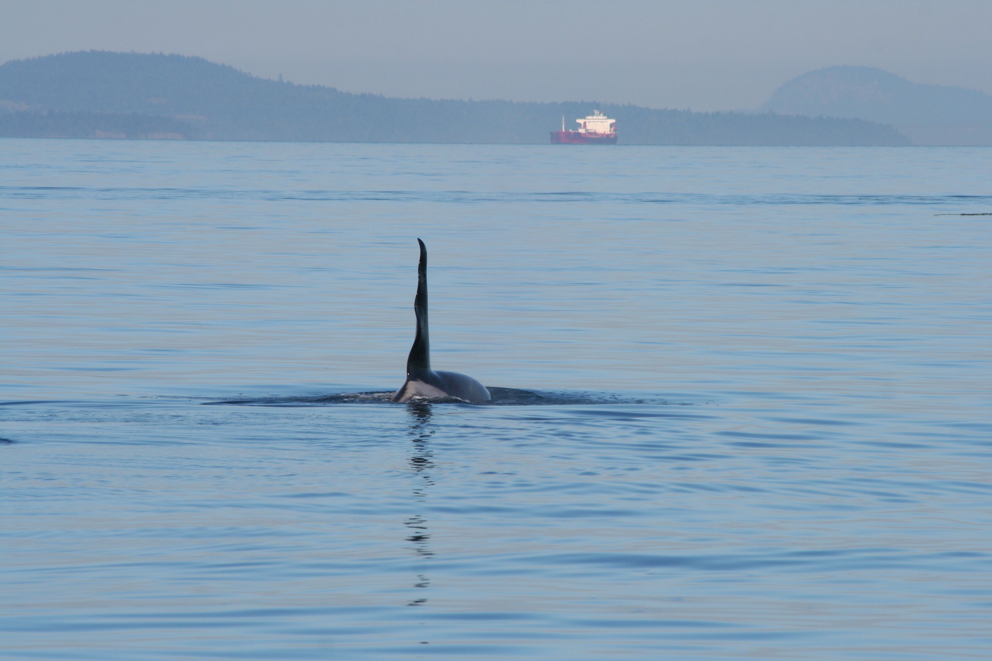 Echoes of oldest J pod male Ruffles J1