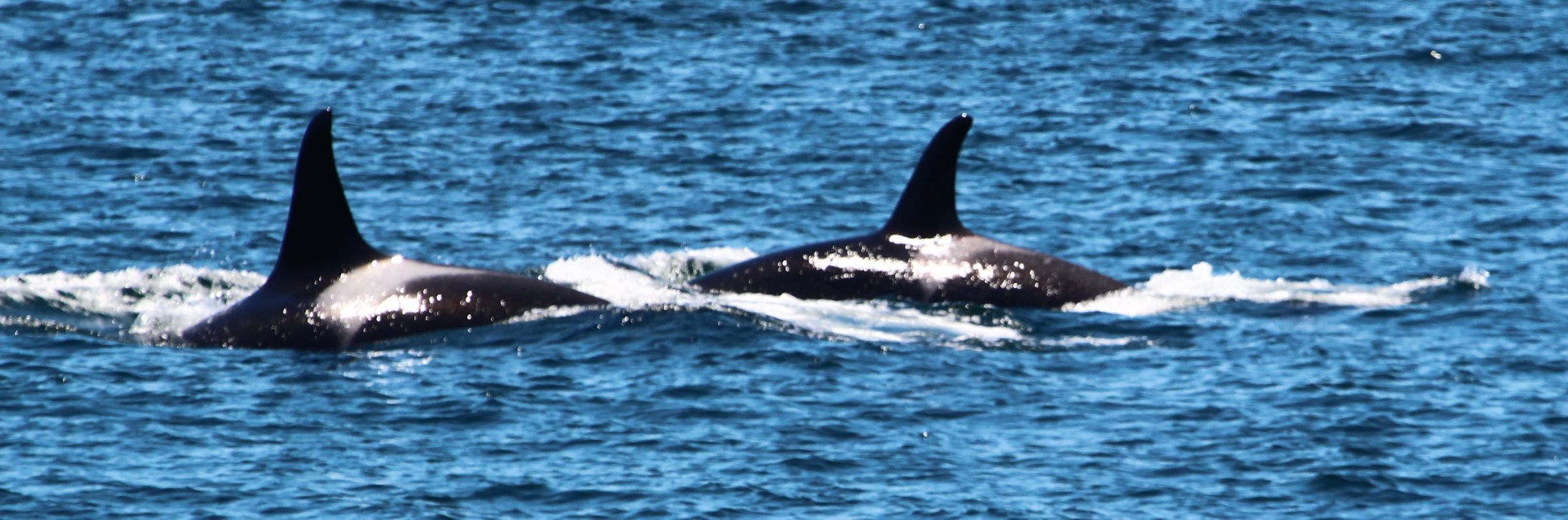 Improving the open source Orca Active Learning (OrcaAL) bioacoustic labeling tool