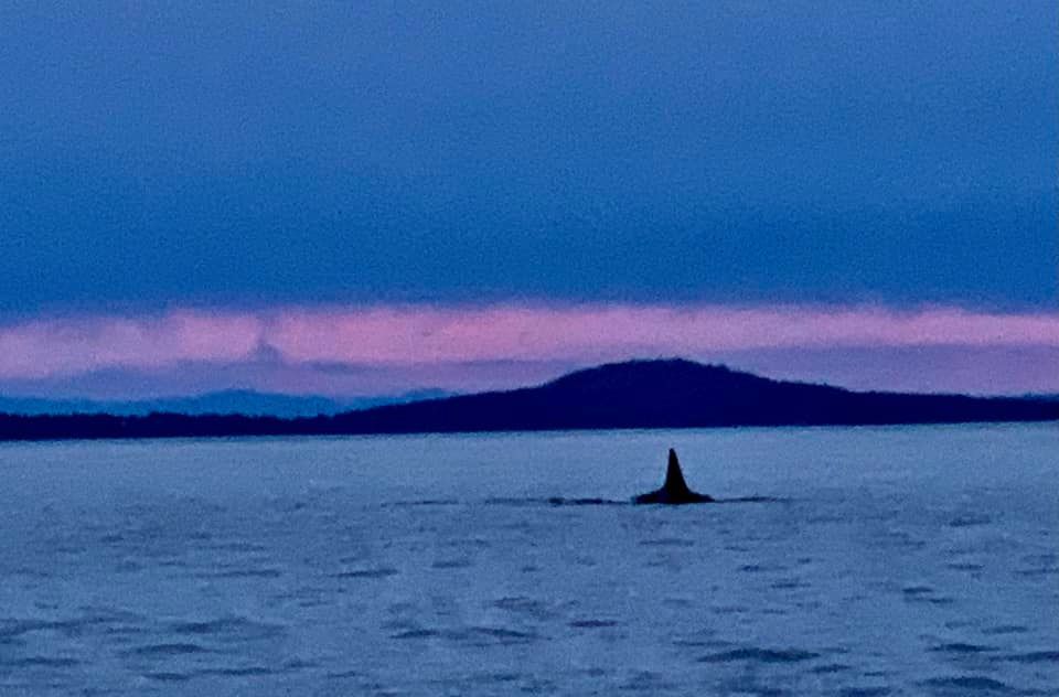 Exciting (S10) L pod calls as the sun sets over Orcasound Lab