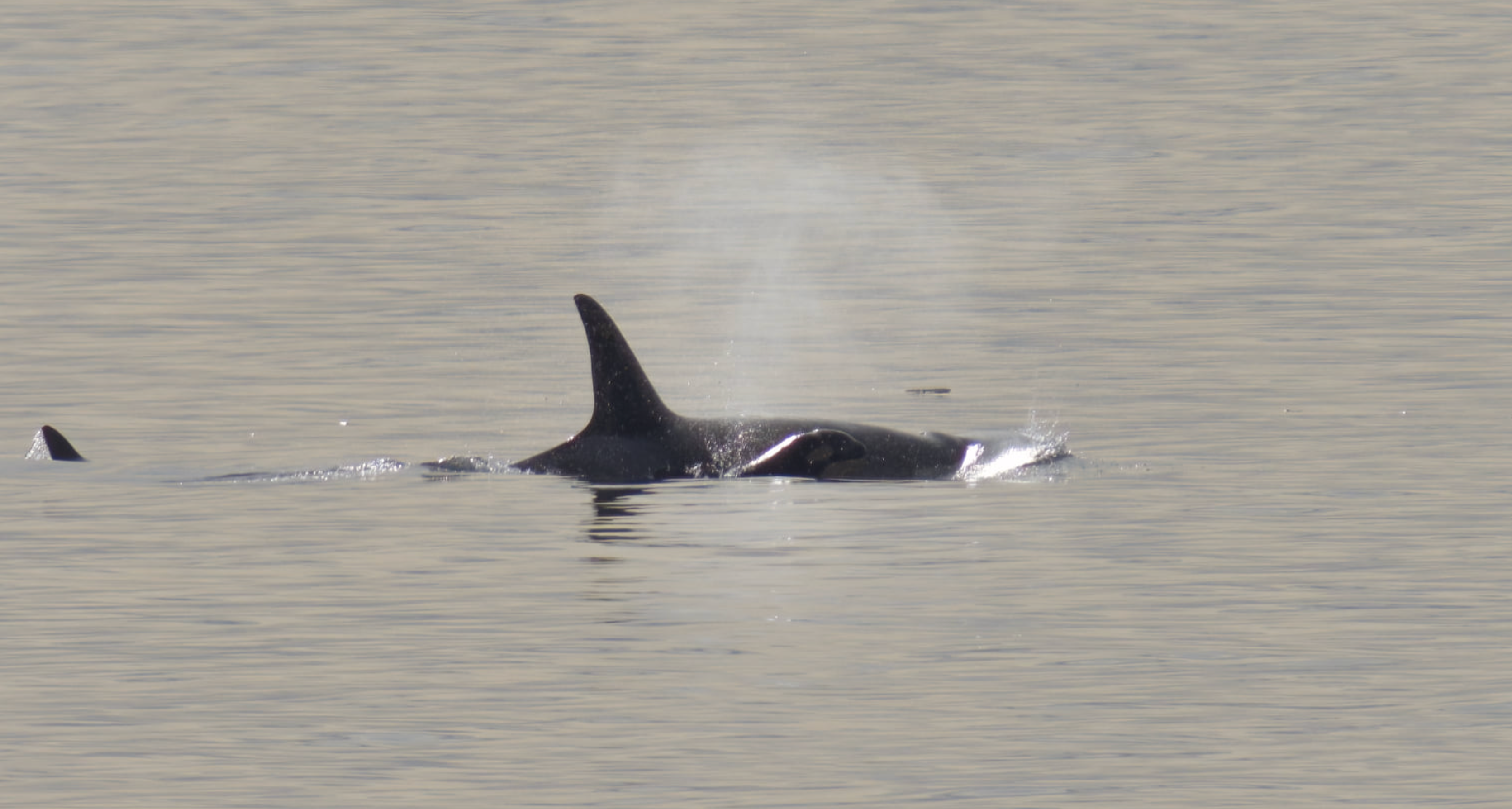 Underwater baby shower? Listen to J pod with new calf J59