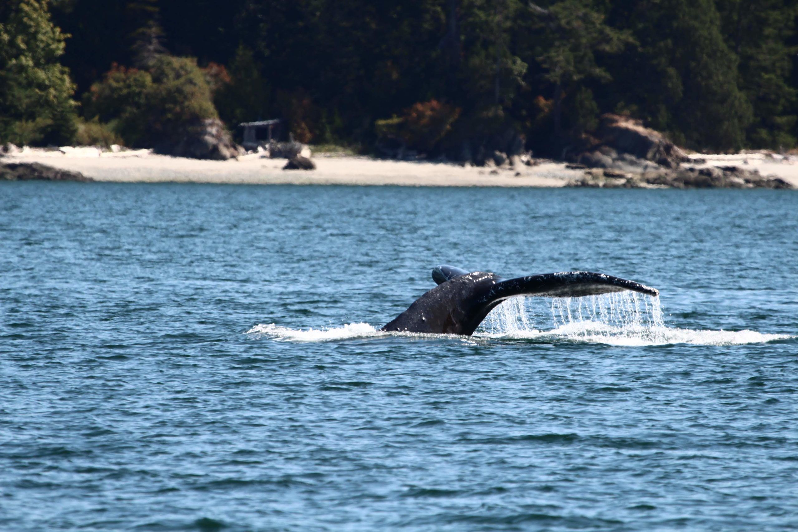 Election night humpback calls at Orcasound Lab