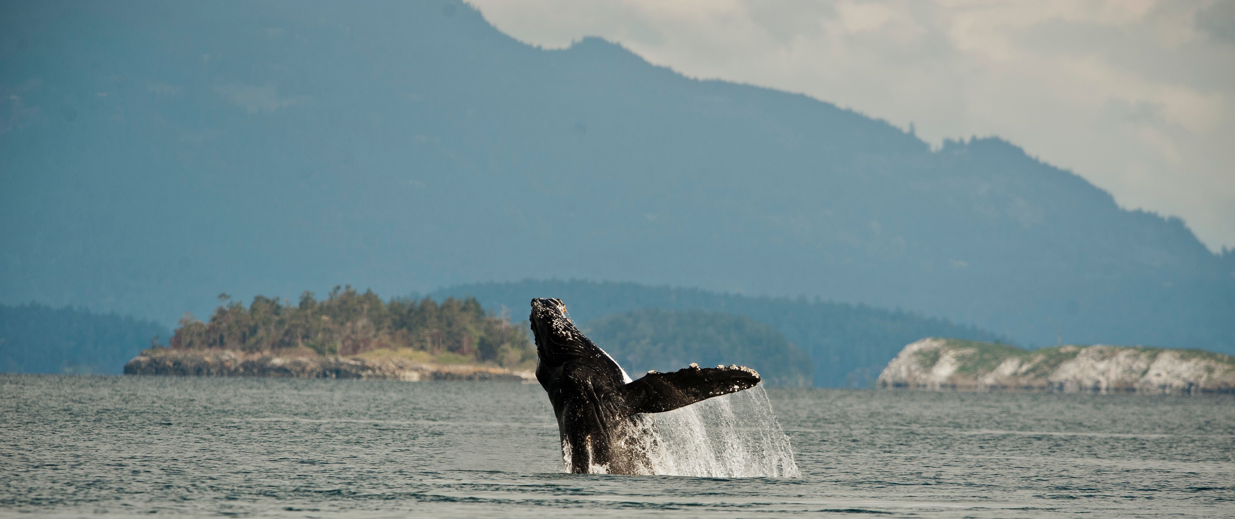 Humpback and Bigg’s killer whales serenading in the darkness