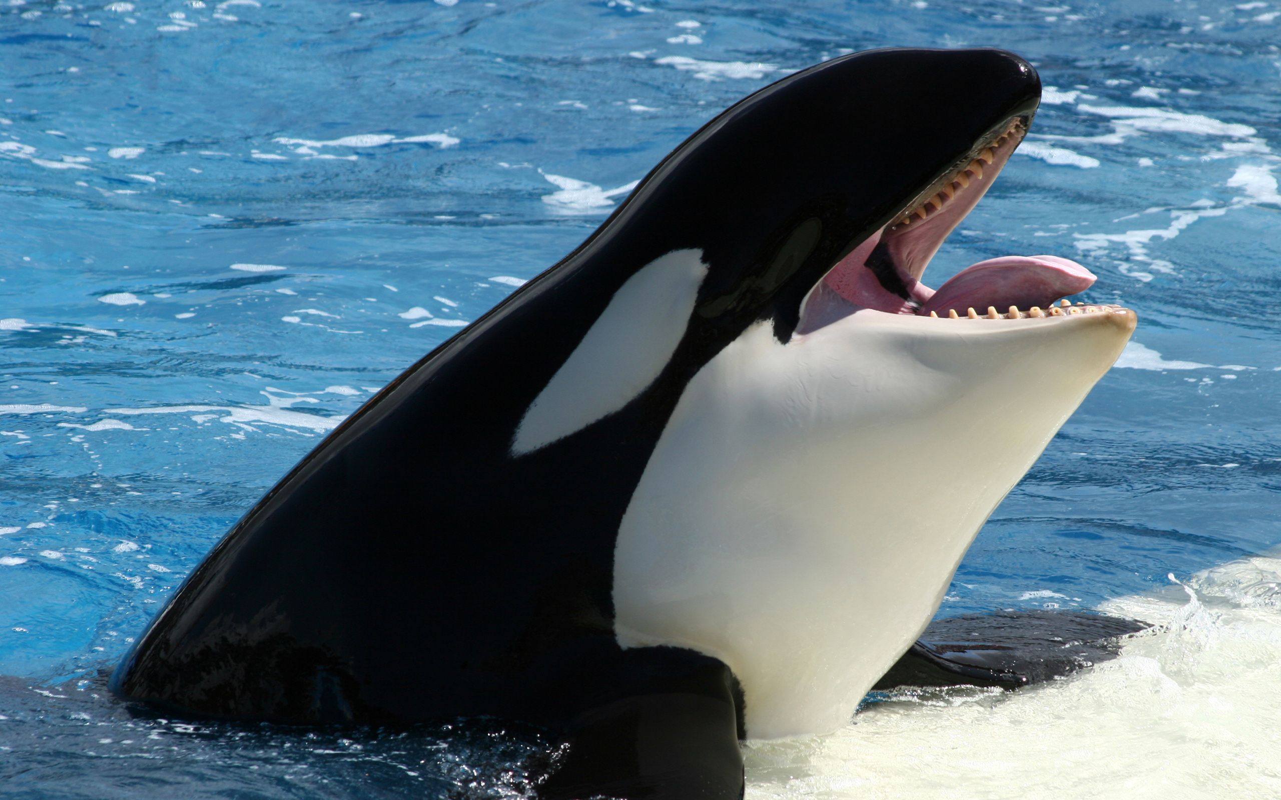 Detection of Orca calls using Active Learning: GSoC progress report #2