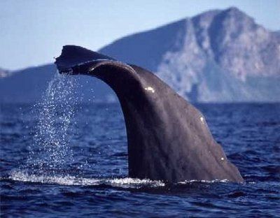 After 3 decades, a sperm whale is heard in the Salish Sea