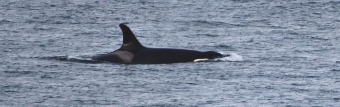 J Pod Returns to the Orcasound Lab Hydrophone